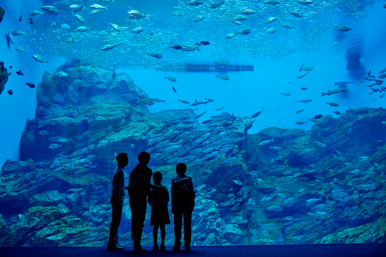 【仙台うみの杜水族館】 夜の水族館貸切プラン！