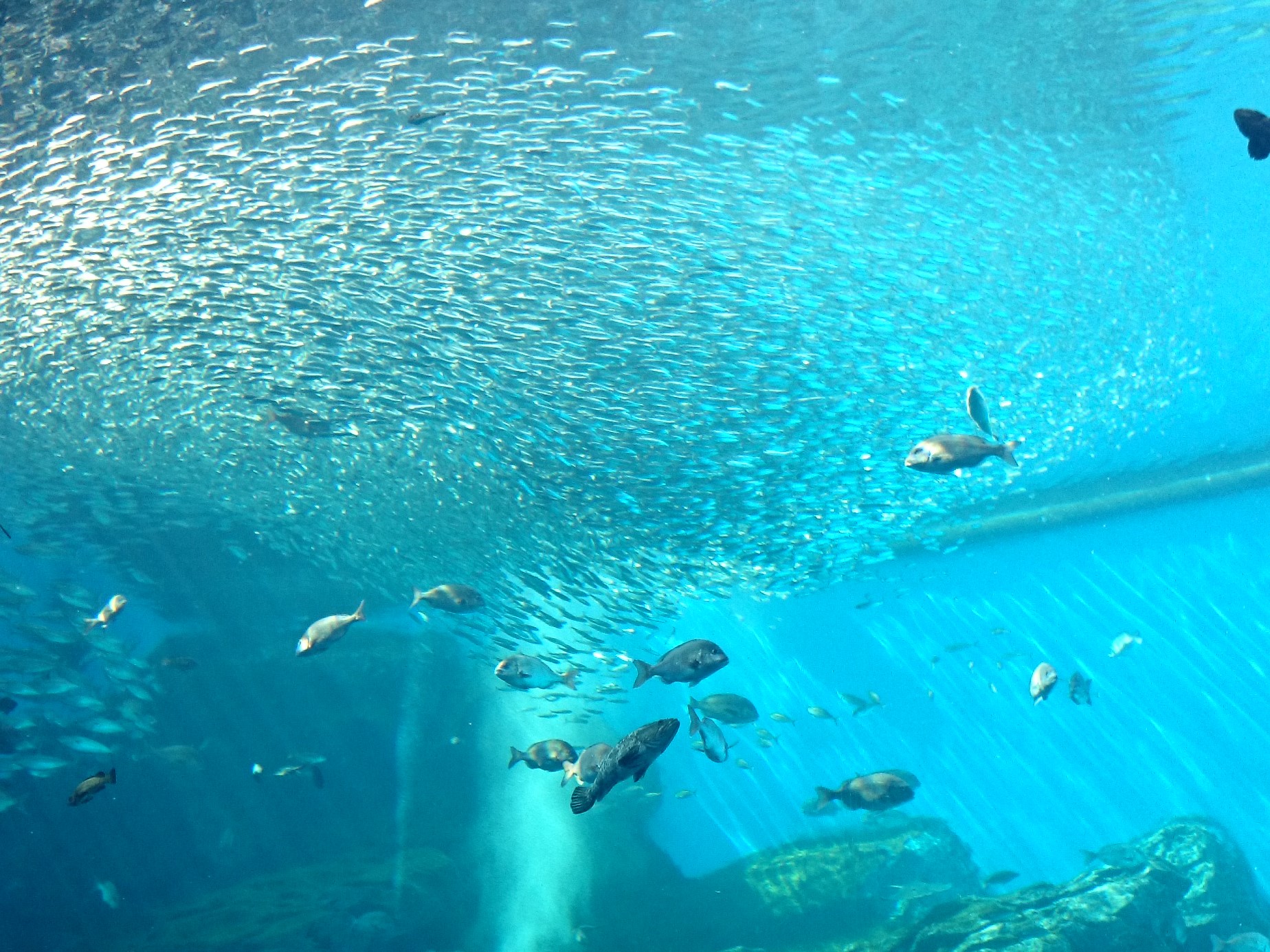 【仙台うみの杜水族館】 夜の水族館貸切プラン！【第2弾】