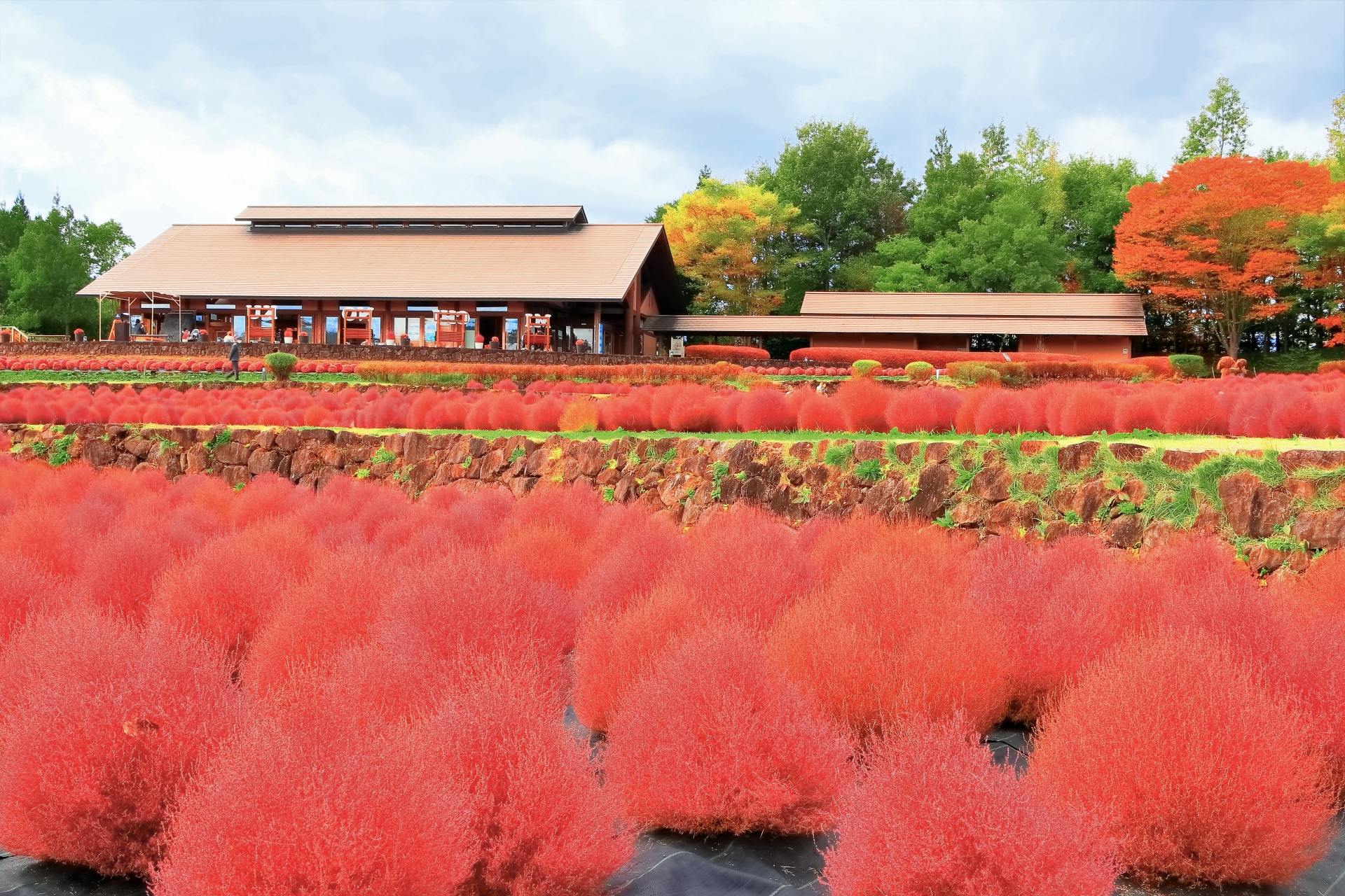 【伊達なバス旅・県制150周年記念ツアー】紅葉のコキア＆滑津大滝周遊の旅　《全国旅行支援対象》