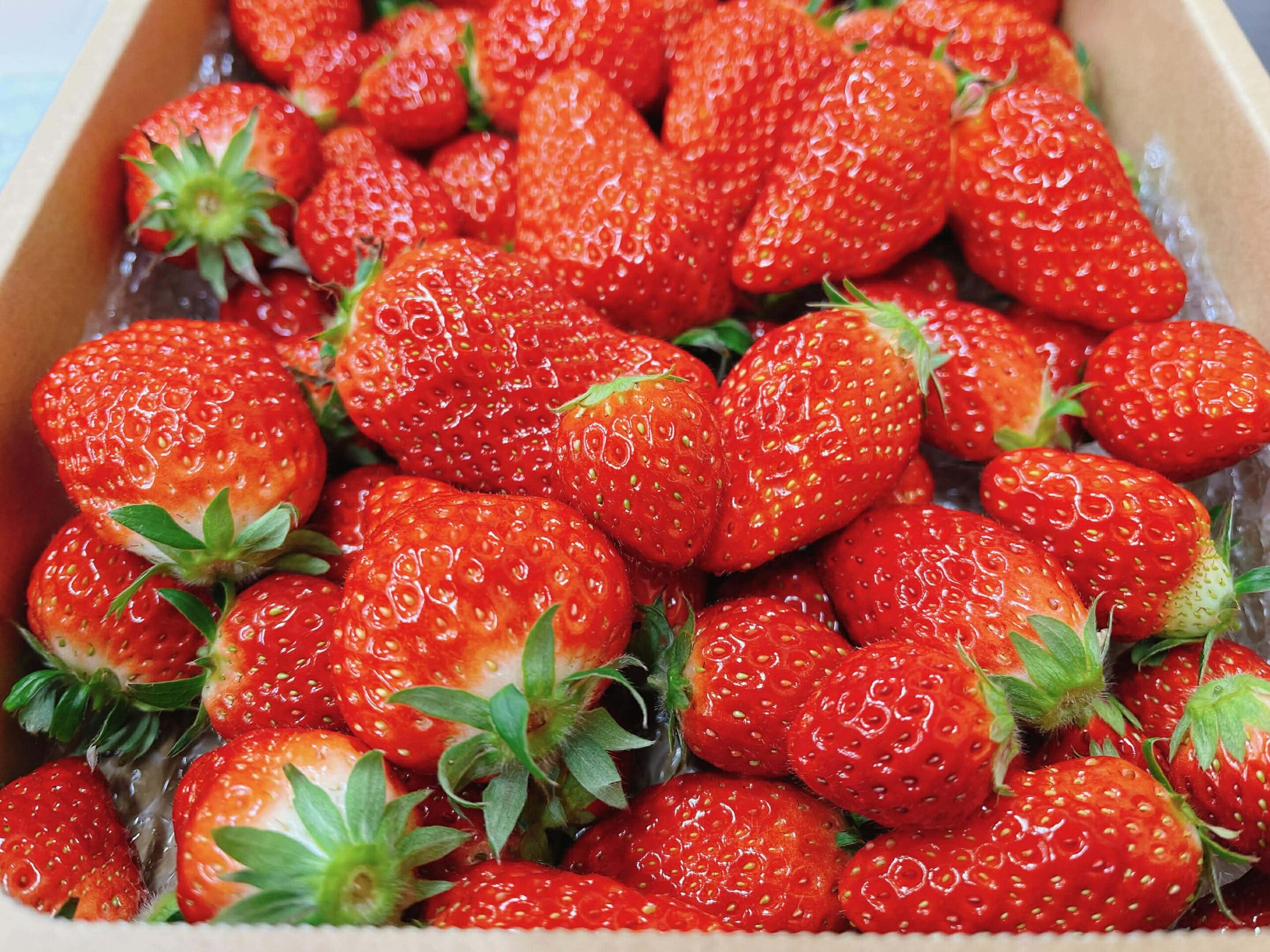 東北初！黒・白・赤の高級イチゴ食べ比べ！30分食べ放題プレミアム狩り体験